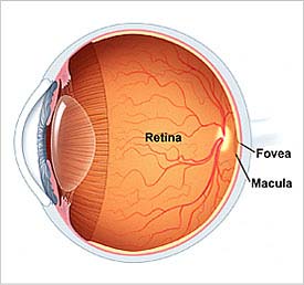 Retina Diabetic Eye Disease